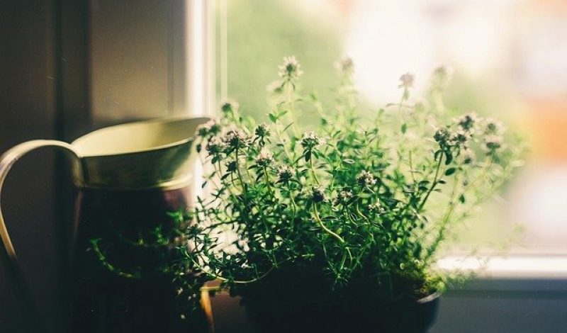 House plant, Skelian Chiropractic Clinic
