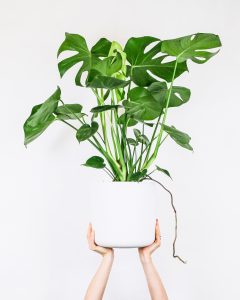 a white person's hands hold up a white pot containing the green plant, monstera deliciosa