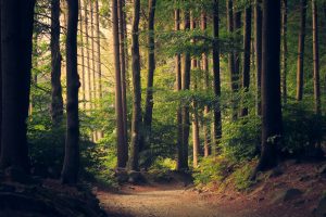 landscape photo of a wood of tall trees with golden light shining in