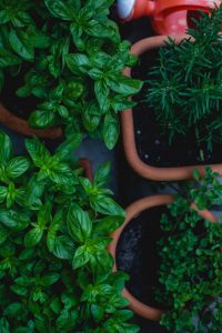 4 pots of different herbs