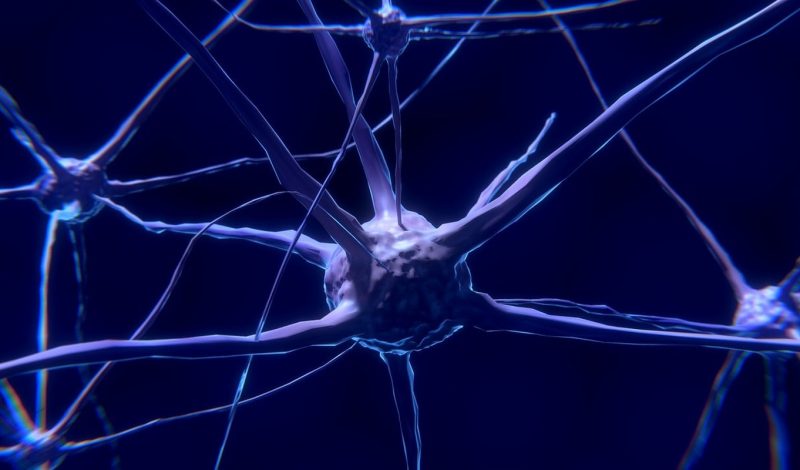 Nerve cells Nerve cells